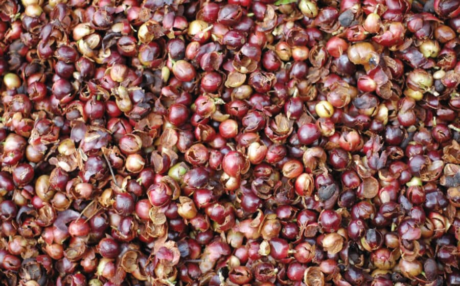 Cascara: When the Coffee Cherry Becomes the Drink