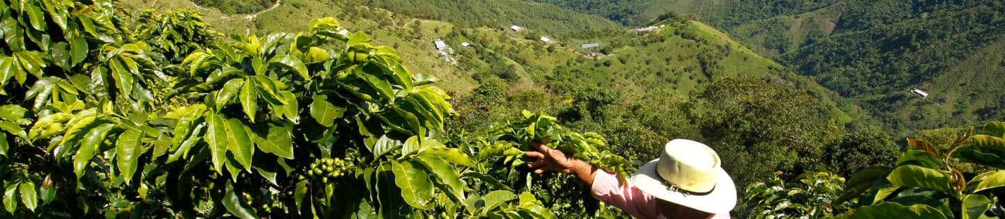 The Bean Belt: Why Coffee Only Grows Around the Equator